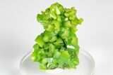 Apple-Green Pyromorphite Crystal Cluster - China #179720-1